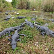 Escapade en Floride: Les Everglades en famille pour une belle aventure