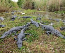 Escapade en Floride: Les Everglades en famille pour une belle aventure