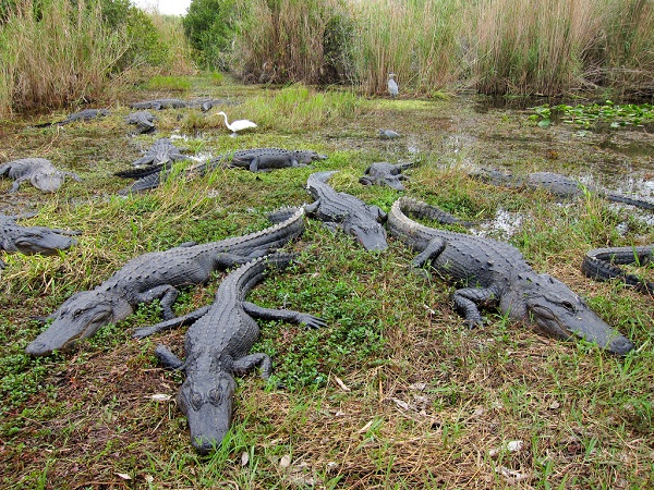 les everglades