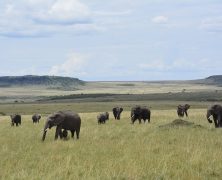 Partir au Kenya à la découverte de ses principales attractions