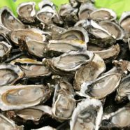 Voyage gustatif au cœur du Bassin d’Arcachon !