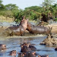 Les sites incontournables à visiter pendant un safari en Tanzanie