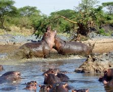 Les sites incontournables à visiter pendant un safari en Tanzanie