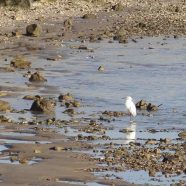 2 îles du Sud-ouest français pour le camping d’été