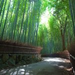 Un clin d’œil depuis Arashiyama