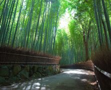 Un clin d’œil depuis Arashiyama