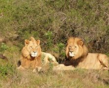 Comment préparer son safari en Sud Afrique ?