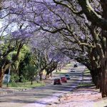 Escapade en Afrique du Sud, visiter la ville de Pretoria