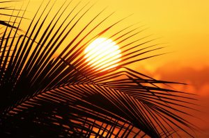 palm soleil jamaïque