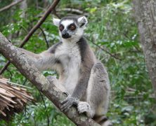 Les parcs nationaux les plus intéressants de Madagascar