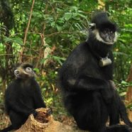 3 choses à visiter dans le parc national Tam Dao