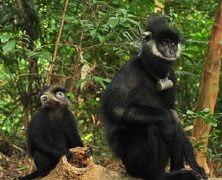 3 choses à visiter dans le parc national Tam Dao