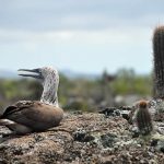 Voyage dans l’archipel des Galápagos : 2 îles à ne pas rater