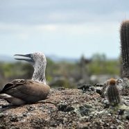 Voyage dans l’archipel des Galápagos : 2 îles à ne pas rater