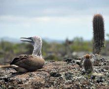 Voyage dans l’archipel des Galápagos : 2 îles à ne pas rater