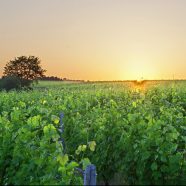 À la découverte des vignobles de la Vallée de la Loire