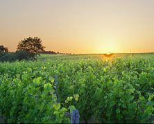 À la découverte des vignobles de la Vallée de la Loire