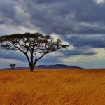 Comment bien préparer un safari en Tanzanie ?