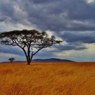 Comment bien préparer un safari en Tanzanie ?