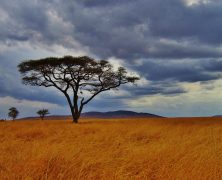 Comment bien préparer un safari en Tanzanie ?