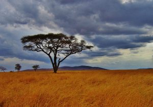 Safari en Tanzanie