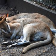 Les sites à visiter pour nourrir des animaux en Australie
