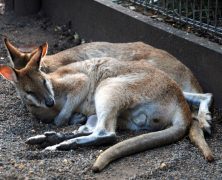 Les sites à visiter pour nourrir des animaux en Australie