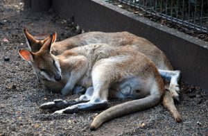 Nourrir des animaux en Australie