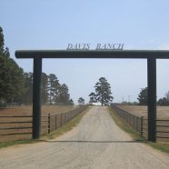 Pourquoi passer des vacances en famille dans un ranch au Texas ?