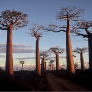 Top 3 des destinations côtières à visiter à Madagascar